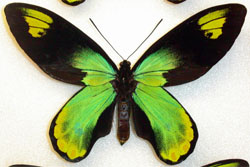 Ornithoptera victoriae victoriae aberrant142 (Internet Image property of respective owner, non-commercial use only)